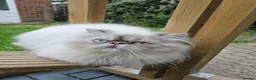 Persian cats for sale: Stunning Active Lilac Point Persian Boy  - Advert 1