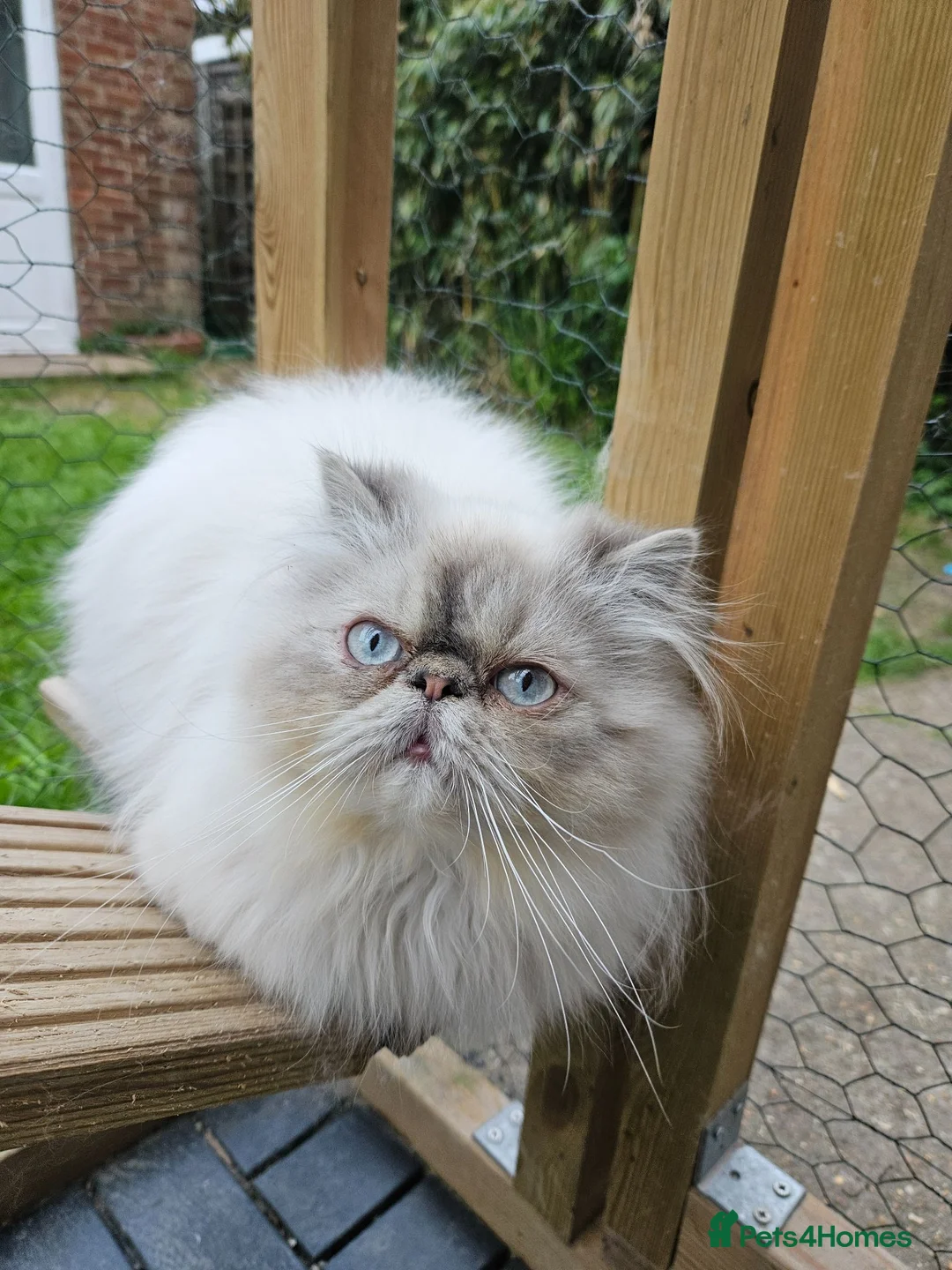 Persian cats for sale: Stunning Active Lilac Point Persian Boy  - Advert 1