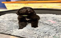 Newfoundland dogs for sale: Newfoundland puppies - Image 17