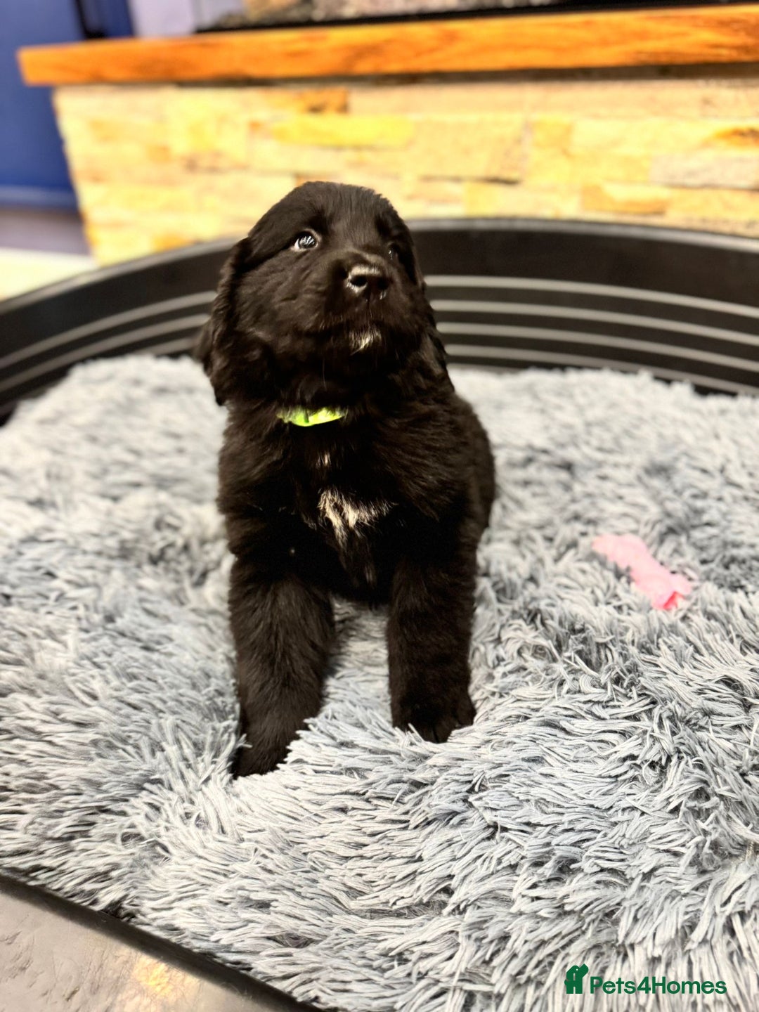 Newfoundland dogs for sale: Newfoundland puppies - Image 17