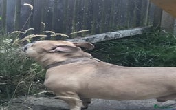 American Bully dogs for sale: Handsome boy - Image 5