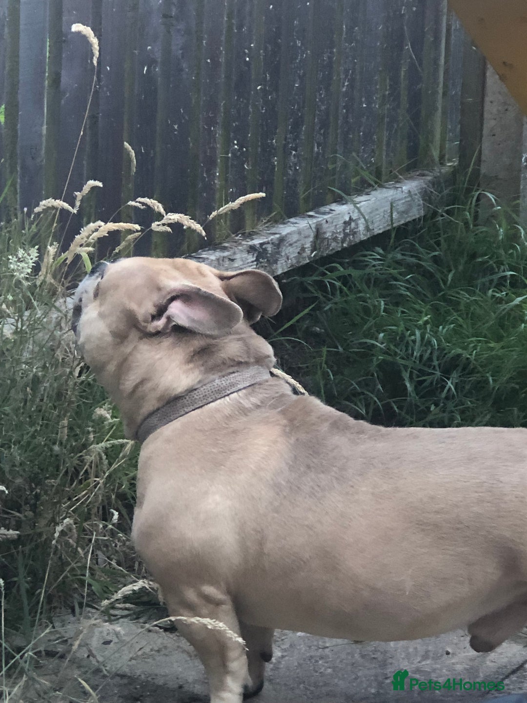 American Bully dogs for sale: Handsome boy - Image 5