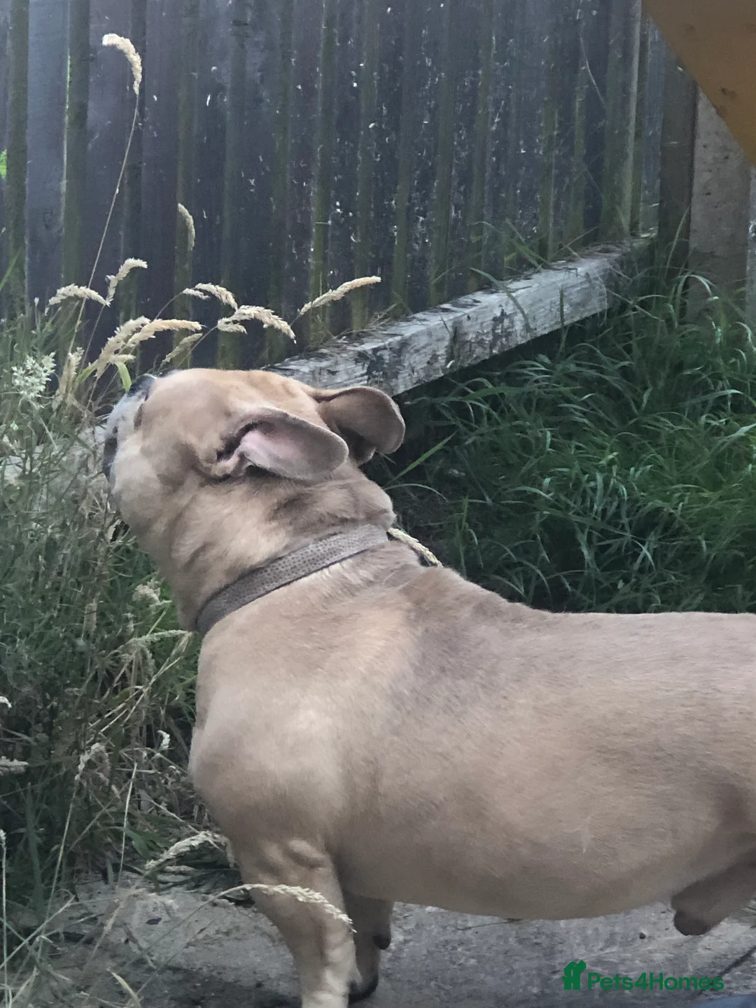 American Bully dogs for sale: “AVAILABLE” Handsome Boy Needs New Home ASAP  - Advert 5