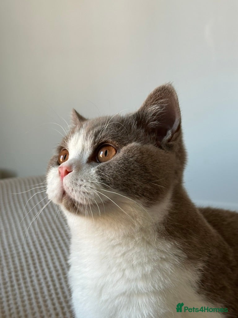 British Shorthair cats Super Playful Handsome British Shorthair Boy - Advert 2