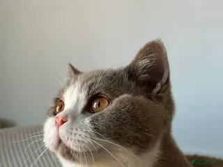 British Shorthair cats Super Playful Handsome British Shorthair Boy - Advert 1