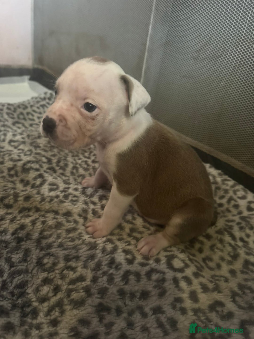 American Bull Staffy dogs for sale: American staffie puppies - Advert 3