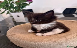 Maine Coon cats for sale:  Adorable Ragdoll x Maine Coon Kittens  - Image 11