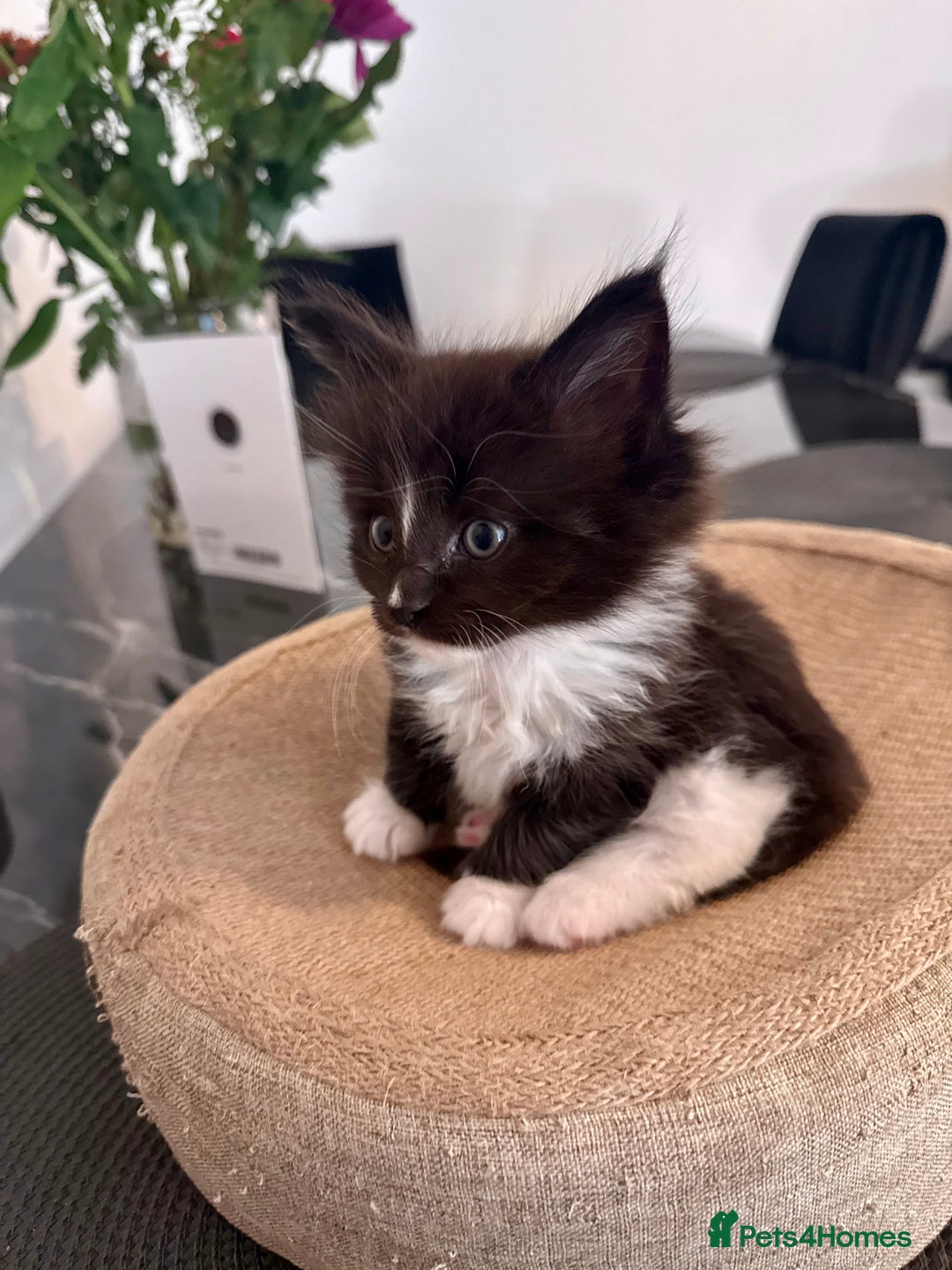 Maine Coon cats for sale:  Adorable Ragdoll x Maine Coon Kittens  - Image 11