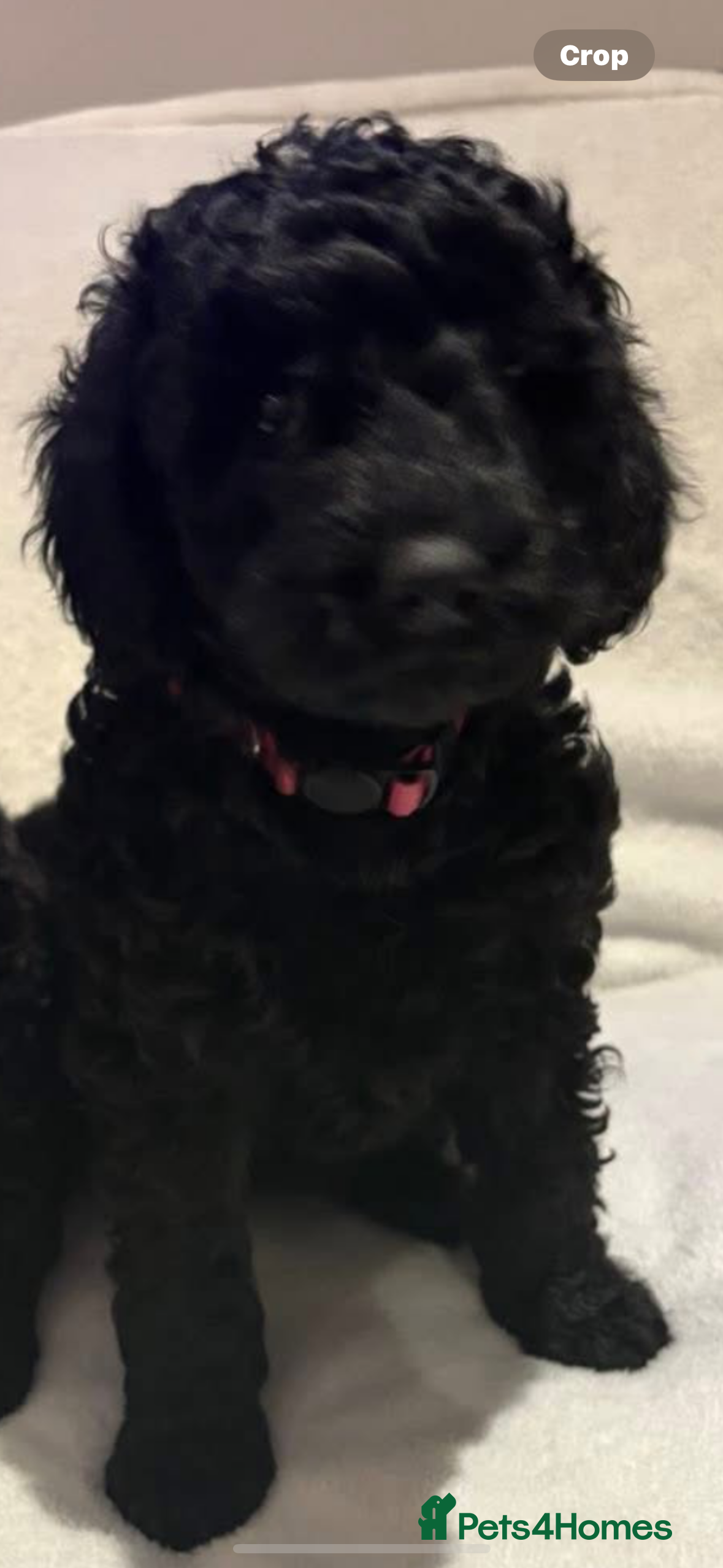 Cockapoo dogs Beautiful f1b puppies - Advert 6