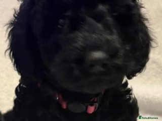 Cockapoo dogs - Advert 1