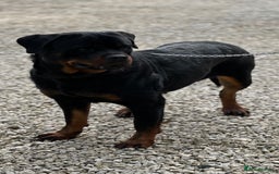 Rottweiler dogs for sale: 2 Stunning KC Pups Health Tested Parents  - Image 8