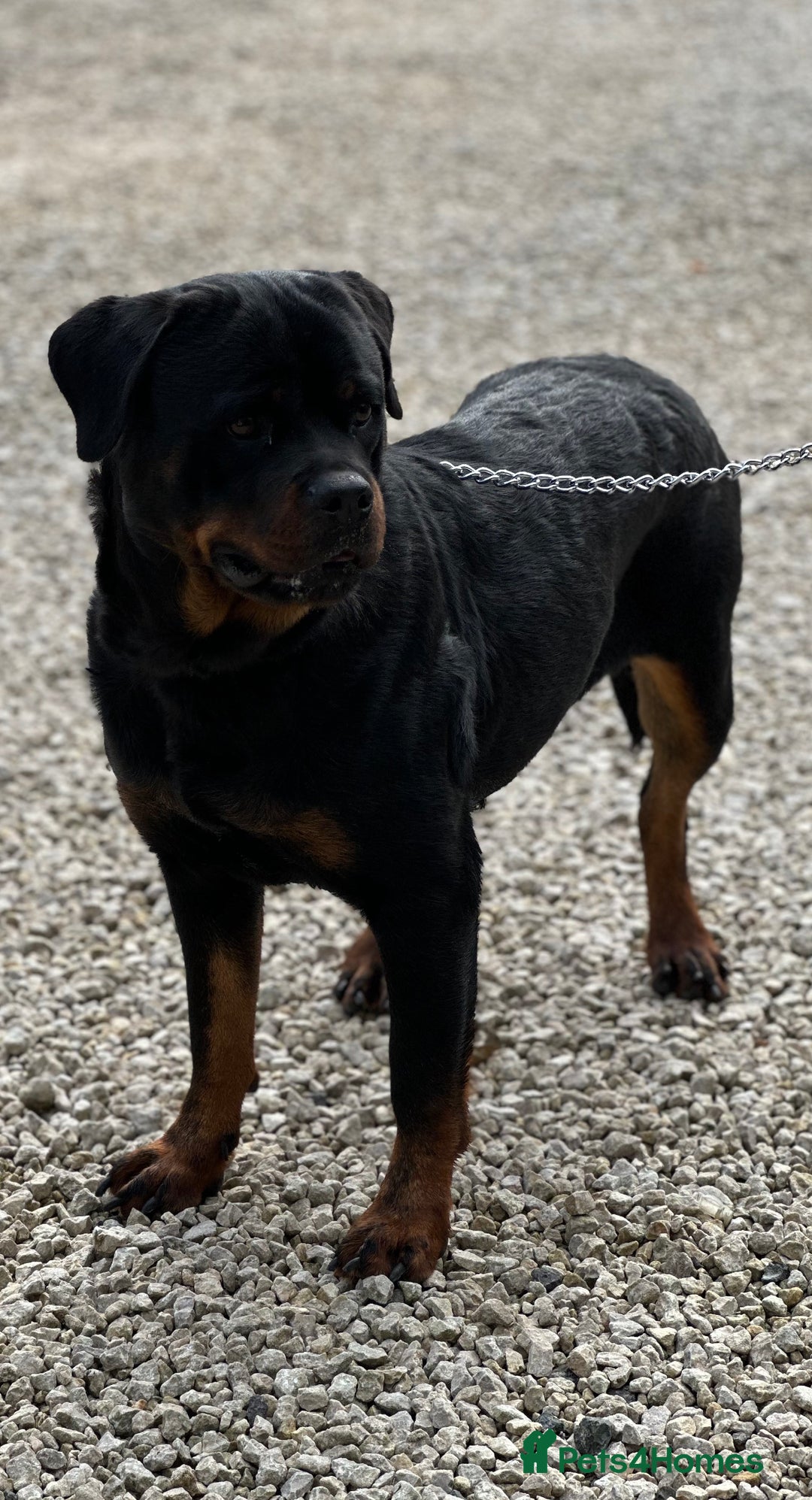Rottweiler dogs for sale: 2 Stunning KC Pups Health Tested Parents  - Image 8