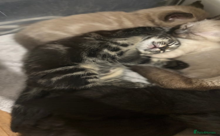 Mixed Breed cats - Advert 13