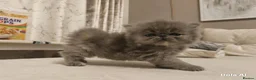 Persian cats for sale: Exotic Persian Kittens  - Advert 7