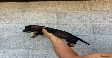 Dachshund dogs - Advert 11