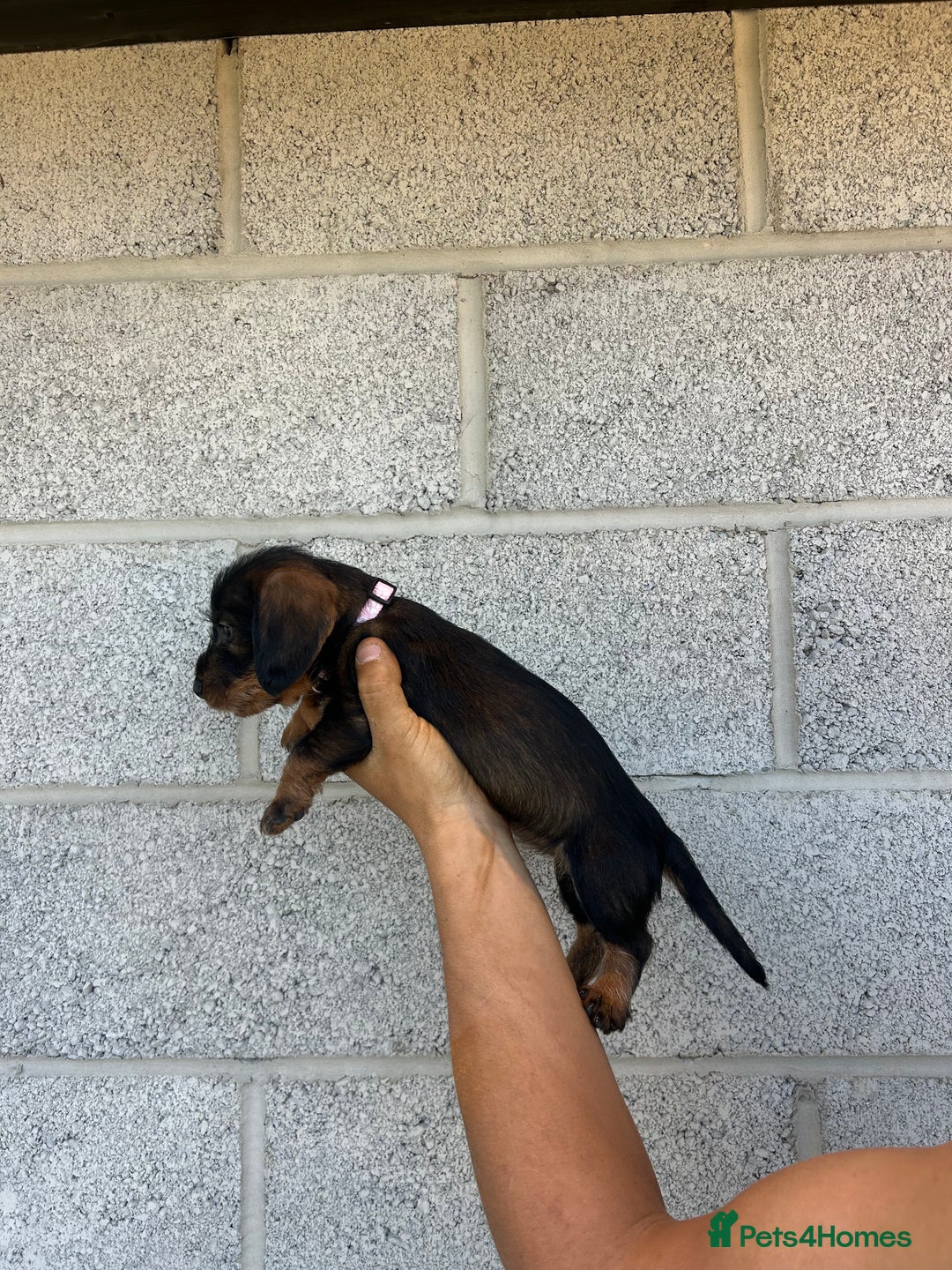 Dachshund dogs for sale: Wirey dachshund/ teckels - Image 2