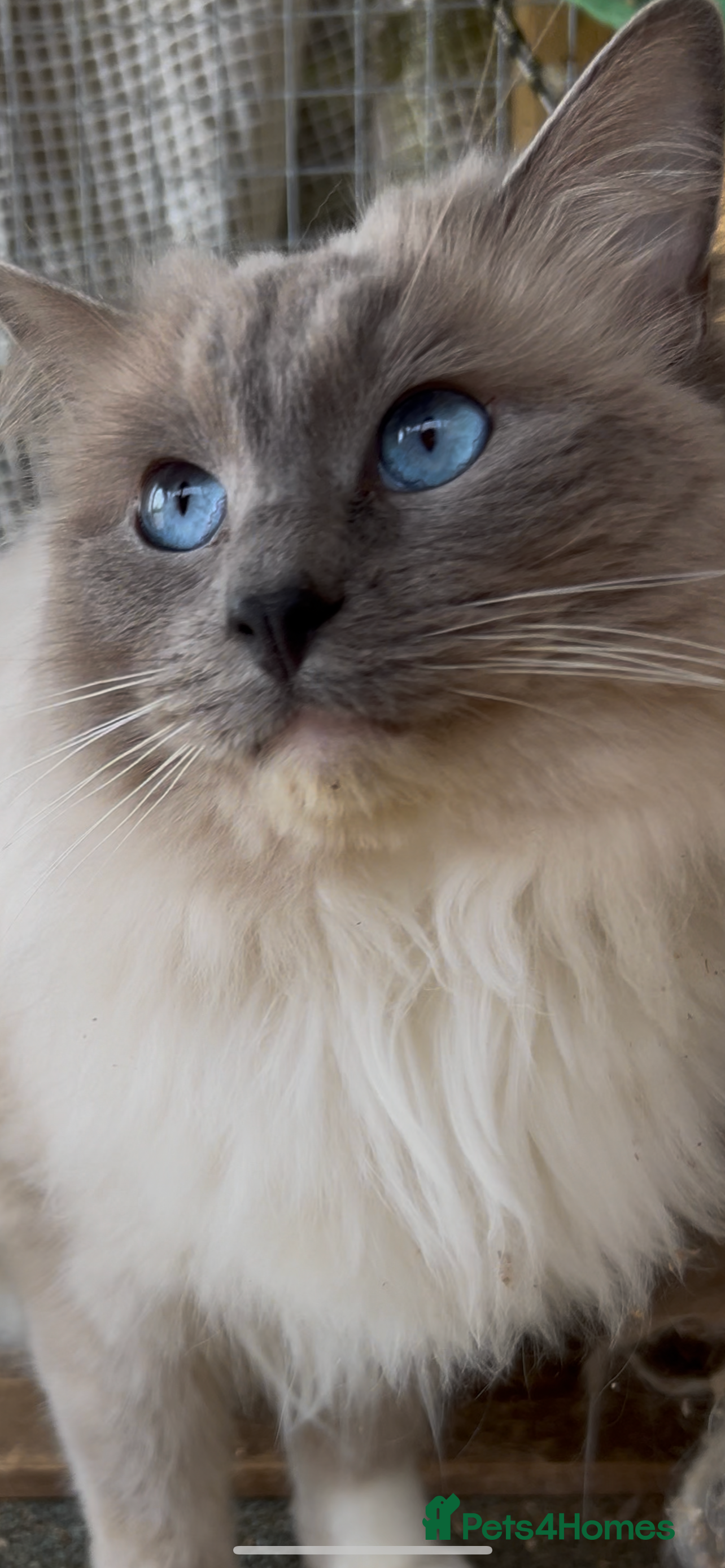 Ragdoll cats Stunning Blue Colourpoint Mitted Ragdoll for stud  in Bridgwater - Advert 2