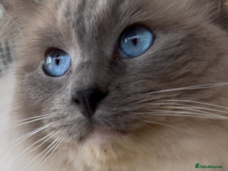 Ragdoll cats in Bridgwater - Advert 5