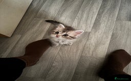 Perdoll cats for sale: Beautiful Perdoll Babies - Image 6