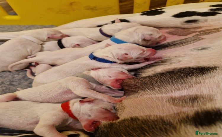 Dalmatian dogs - Advert 10