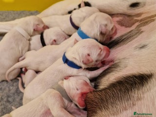 Dalmatian dogs - Advert 8