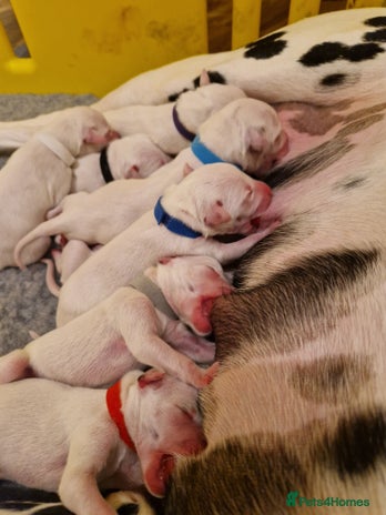 Dalmatian dogs - Advert 10