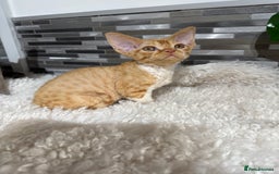 Devon Rex cats for sale: Devon Rex Kittens  - Image 5