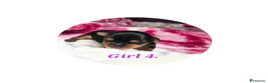 Yorkshire Terrier Girl 4