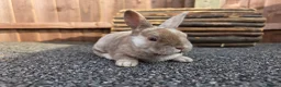 Rex rabbits for sale: Gorgeous litter of Mini Rex baby bunnies - Advert 4