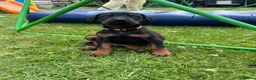 Dobermann dogs for sale: Champion Bloodline Doberman Puppies - Advert 23