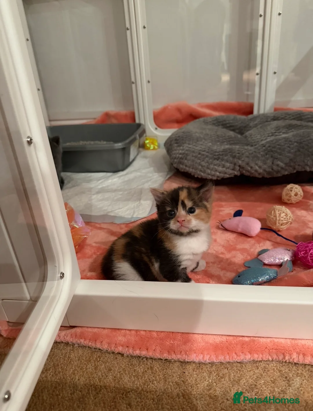 Maine Coon cats for sale: British shorthair X Mainecoon - Advert 1