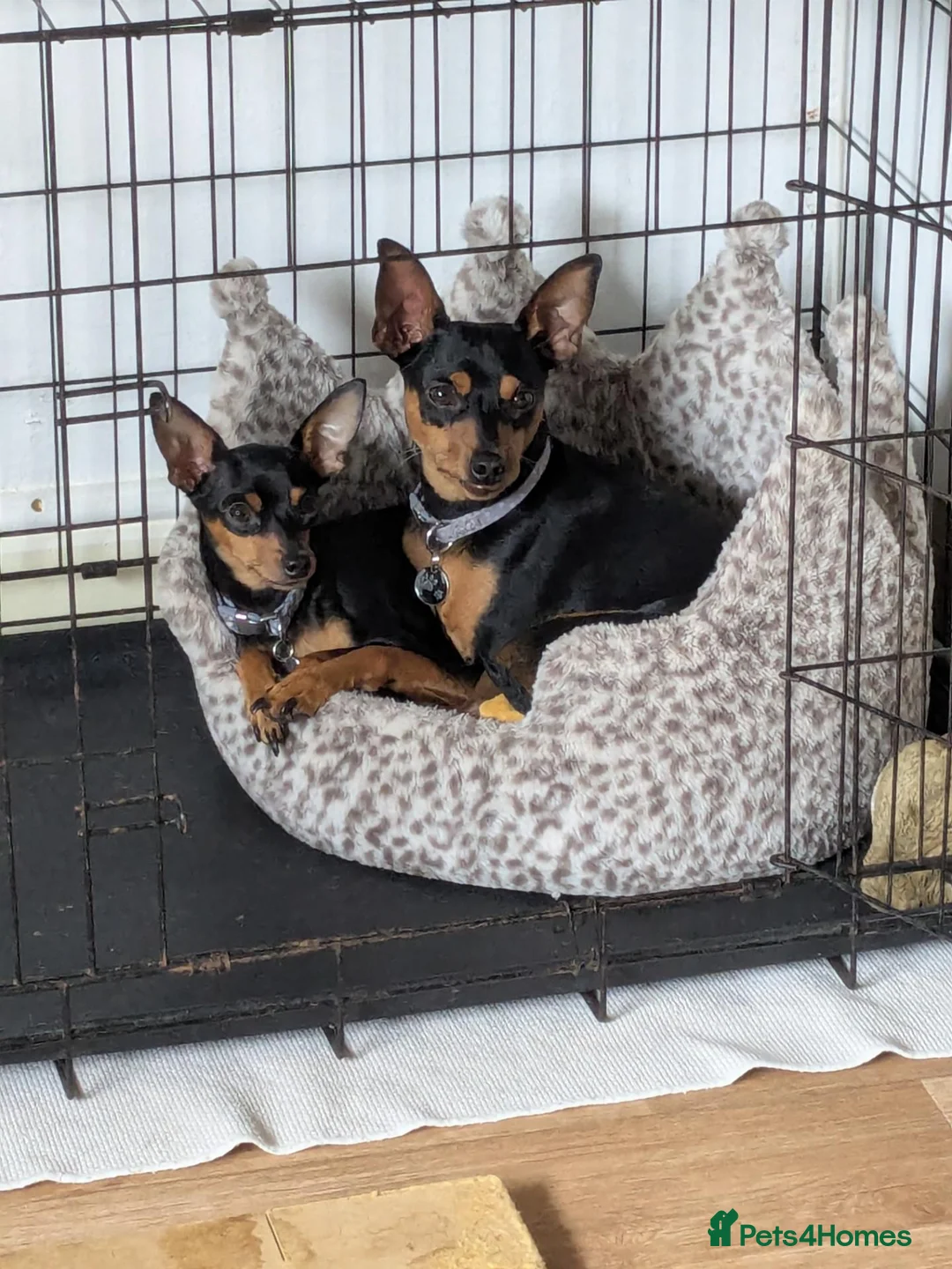 Miniature Pinscher dogs for sale: Miniature Pinscher Pups seen with mum & dad  in Market Drayton - Advert 28