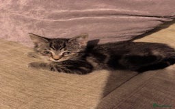 Mixed Breed cats for sale: Cute tabby kittens - Advert 7