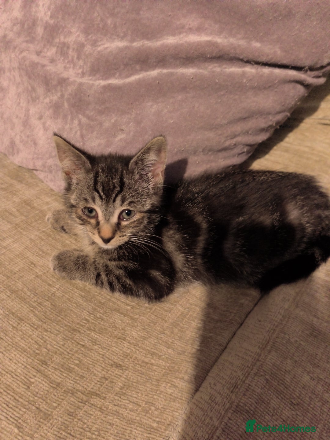 Mixed Breed cats for sale: Cute tabby kittens - Advert 7
