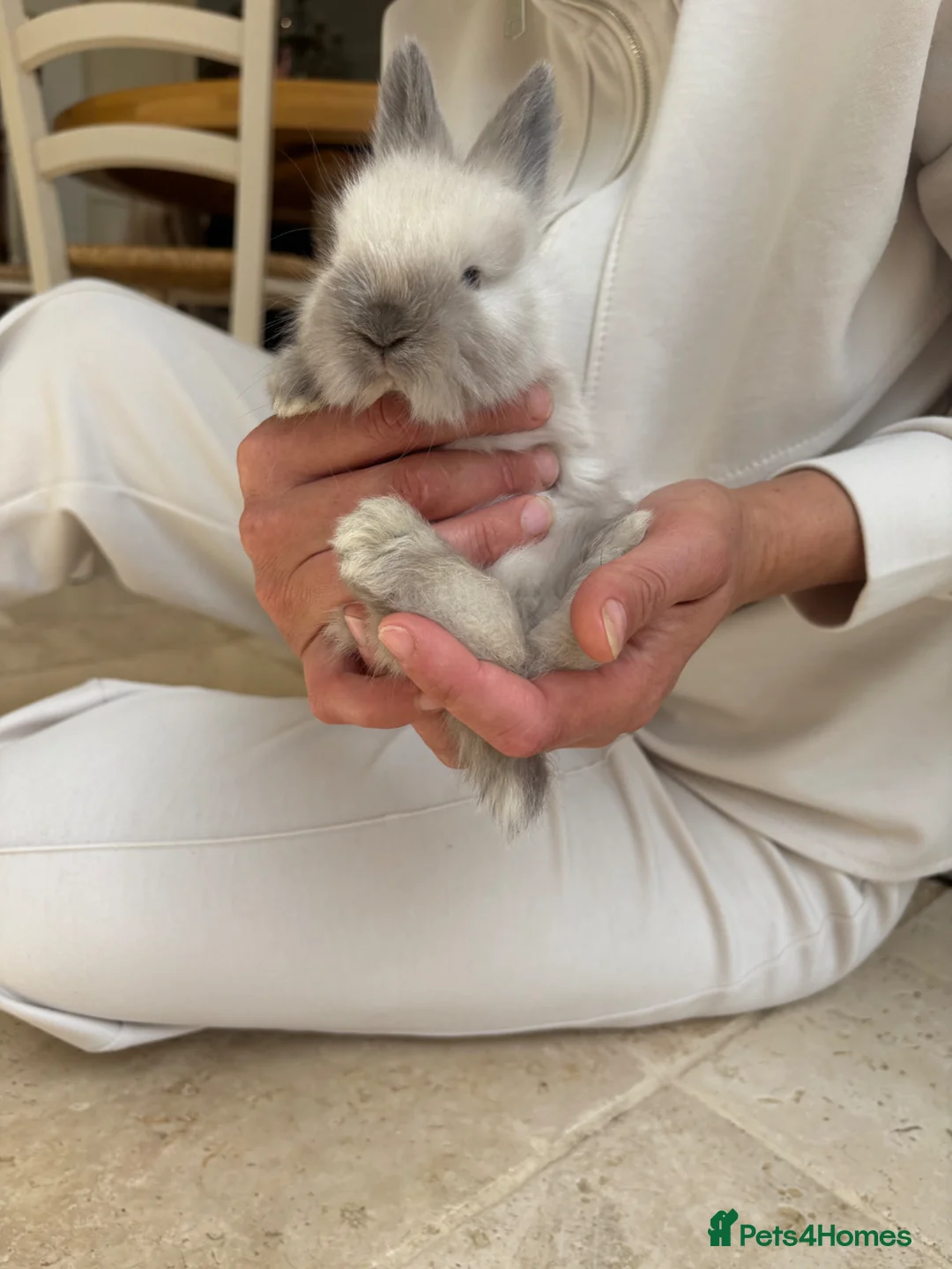 Angora rabbits for sale: Beautiful Angora rabbits in Brentwood - Advert 10