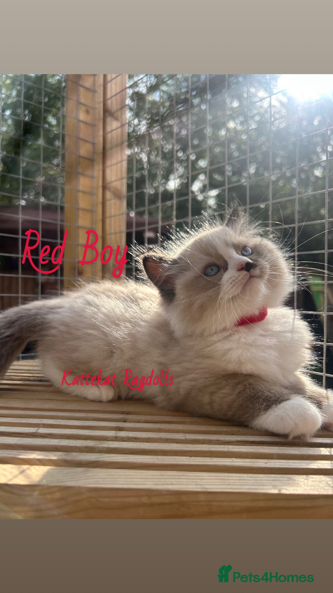 Ragdoll cats for sale: **5 stunning TICA ragdoll kittens available** - Image 8