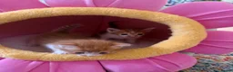 Mixed Breed cats for sale: Kittens for sale  - Advert 6