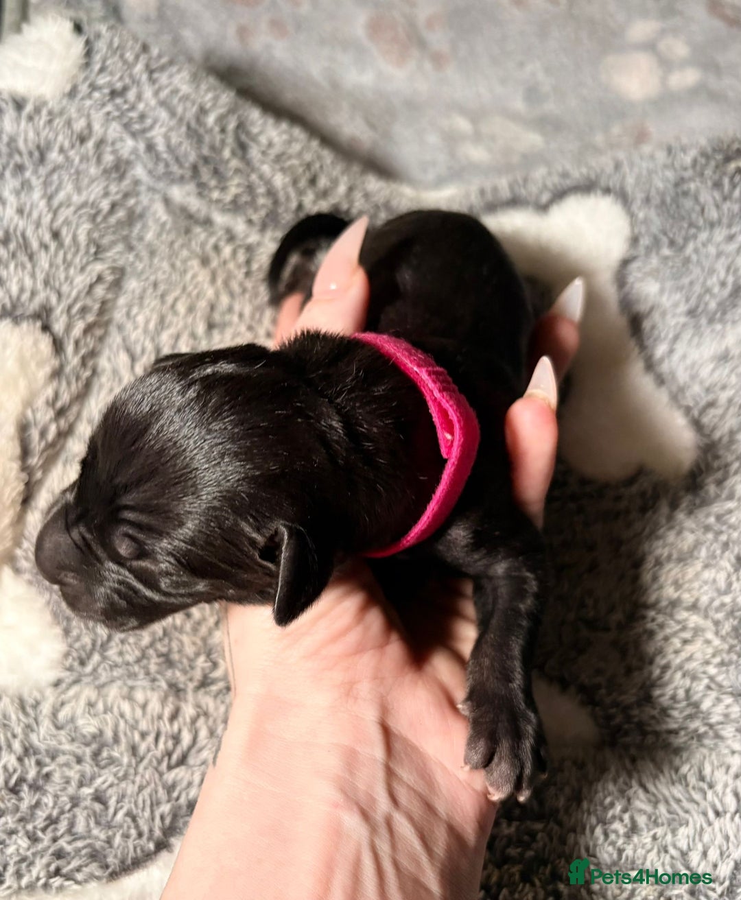 Great Dane dogs for sale: 12x healthy Great Dane puppies - Advert 5