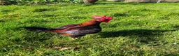 Chickens poultry for sale: Indian game, shamo, English game - hatching eggs in Hungerford - Advert 4