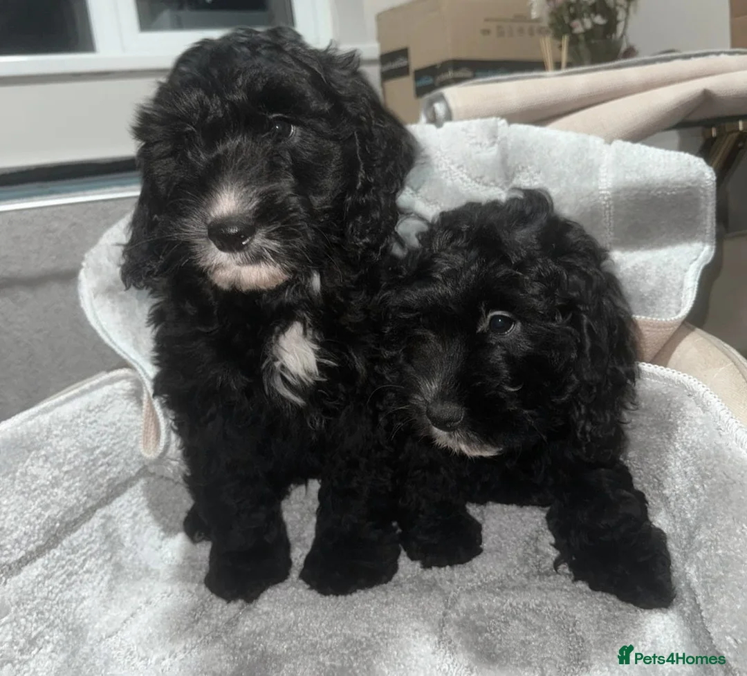 Cockapoo dogs for sale: Adorable F1 cockapoo puppies  - Advert 1