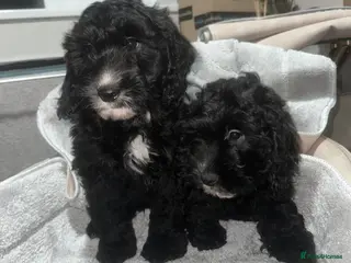 Cockapoo dogs Adorable F1 cockapoo puppies - Advert 5