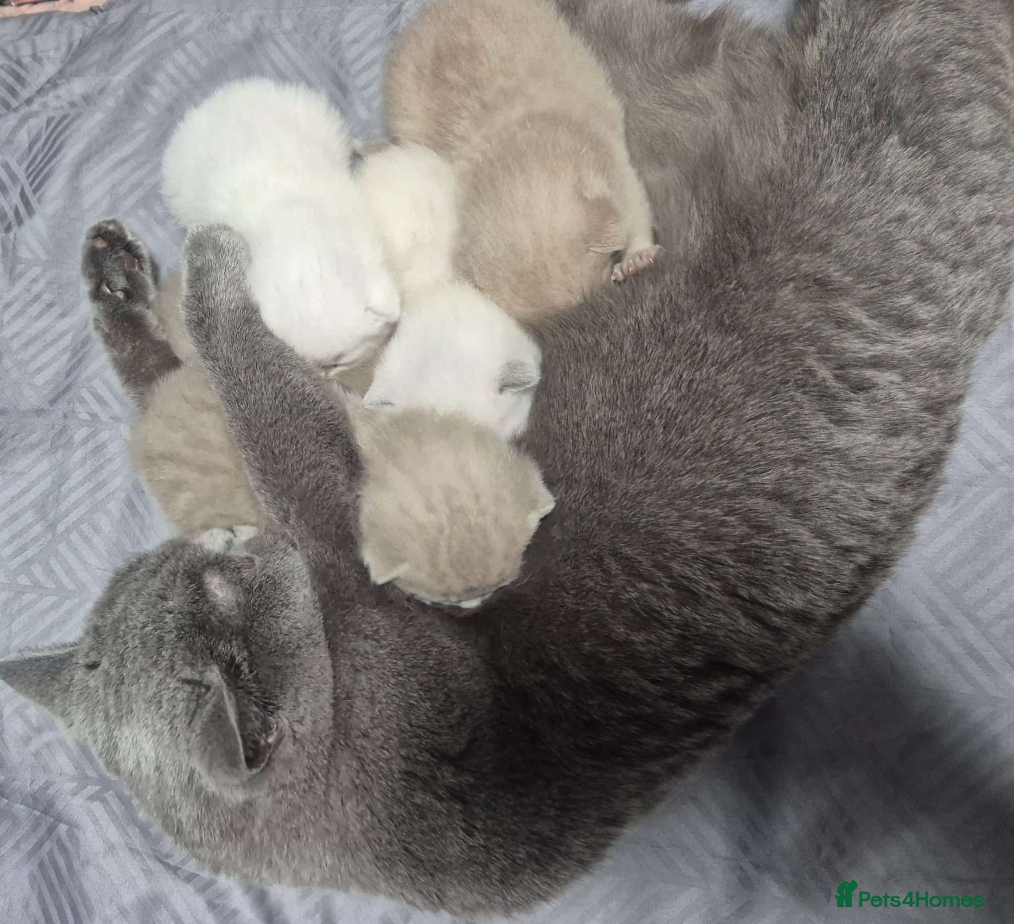 British Shorthair cats ☆☆ prestige chunky & solid british shorthairs ☆☆ - Advert 2