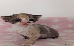 Devon Rex cats for sale: 🌼Curly, gorgeous Devon Rex Kittens available  - Image 12