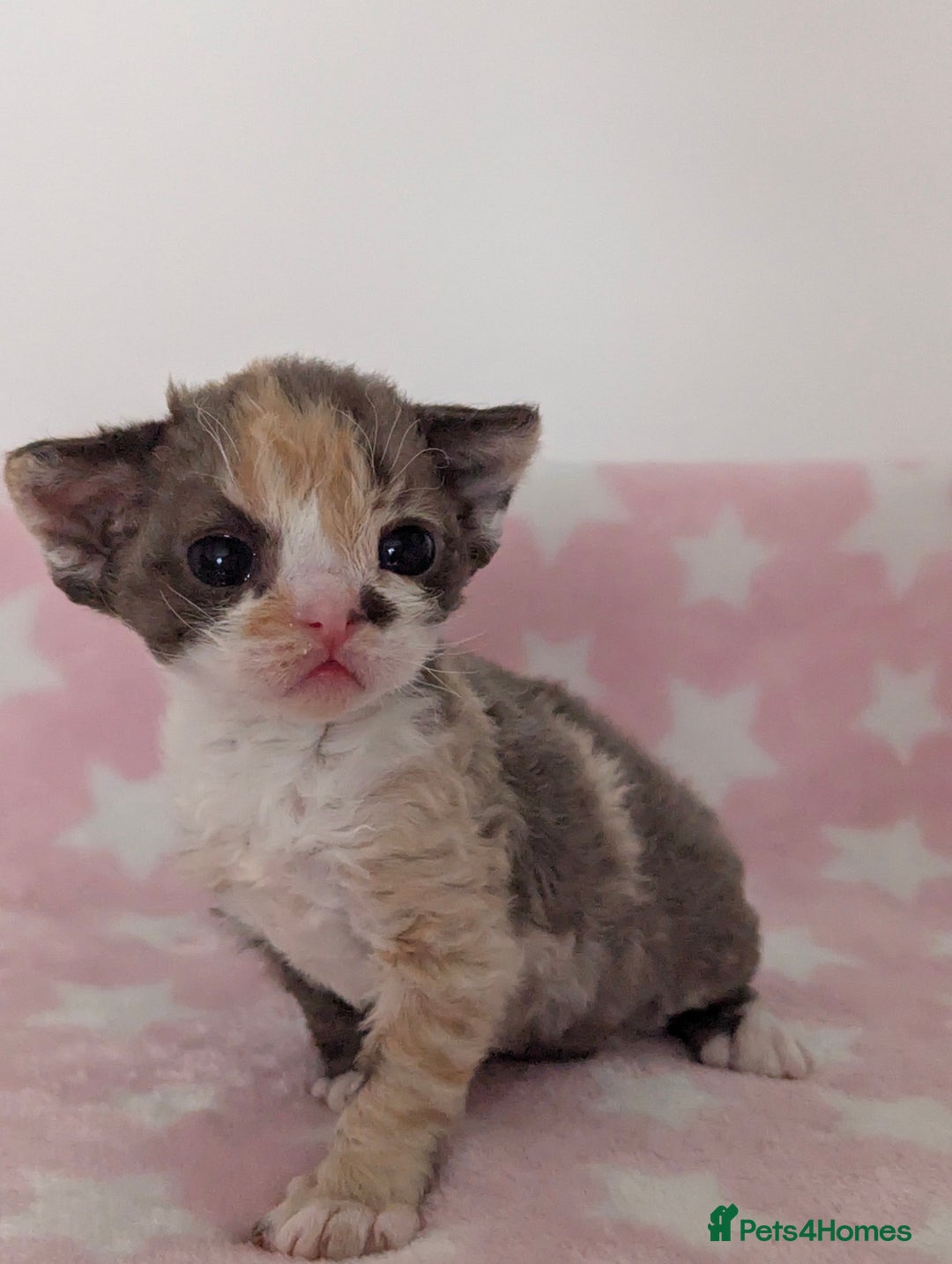 Devon Rex cats for sale: 🌼Curly, gorgeous Devon Rex Kittens available  - Image 12