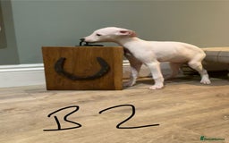 Lurcher dogs for sale: Lurcher puppies 👀🏡 - Image 5