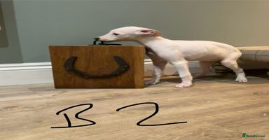 Lurcher dogs Lurcher puppies 👀🏡 - Advert 9