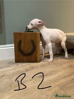 Lurcher dogs Lurcher puppies 👀🏡 - Advert 3