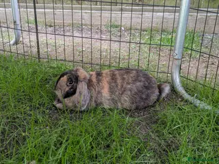 Dwarf Lop rabbits Male Harlequin dwarf Lop. - Advert 4