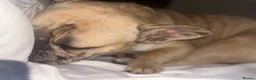 French Bulldog dogs for sale: Fawn Merle French Bulldog in High Wycombe - Advert 3