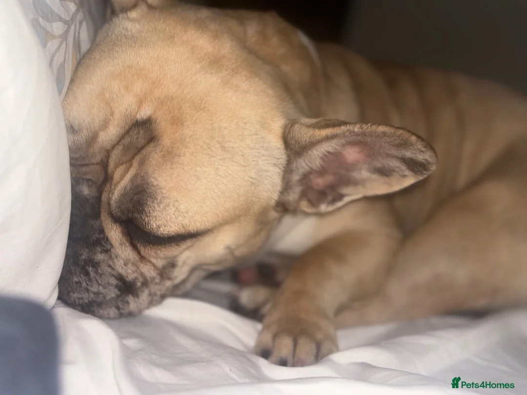 French Bulldog dogs for sale: Fawn Merle French Bulldog in High Wycombe - Advert 3